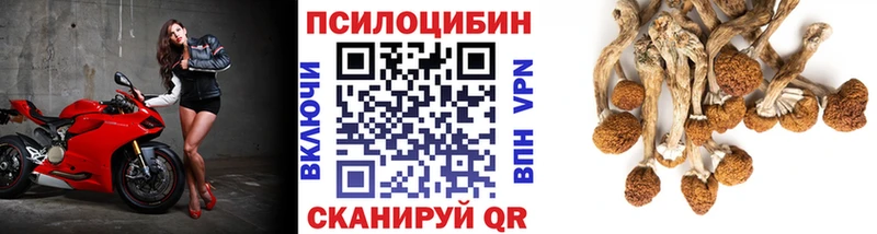 сайты даркнета какой сайт  Малаховка  Галлюциногенные грибы Psilocybine cubensis 